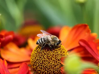 Пчела меда, собирая пыльцу на цветке в пчеле летать пчелы сада на  фотографии пчелы макротипа цветка супер Стоковое Фото - изображение  насчитывающей гимна, детально: 170539644