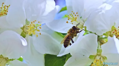 Занятая Пчела На Цветке — стоковые фотографии и другие картинки Без людей -  Без людей, Весна, Горизонтальный - iStock