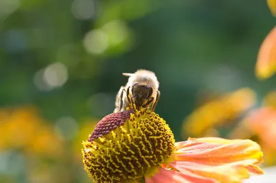 Пчела на цветке стоковое фото. изображение насчитывающей черный - 107130292