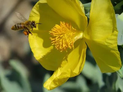 Спящая пчела в цветке алтея — Фото №1412027