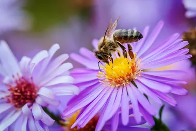 Пчела на цветке :: Levon – Социальная сеть ФотоКто