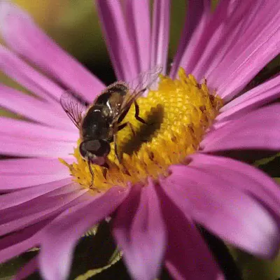 Пчела на цветке стоковое фото. изображение насчитывающей цвет - 77174508