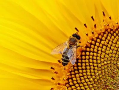 Пчела на цветке стоковое изображение. изображение насчитывающей мало -  25860077