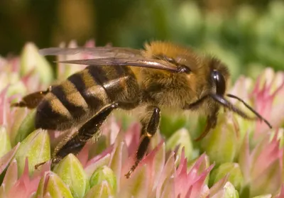 Пчела на цветке — Фото №149718