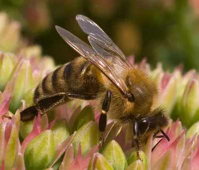 пчела на белом цветке, высокое разрешение, насекомое, цветок фон картинки и  Фото для бесплатной загрузки