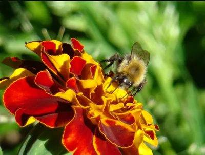 Пчёлы на цветках - фотографии пчёл на различных цветах