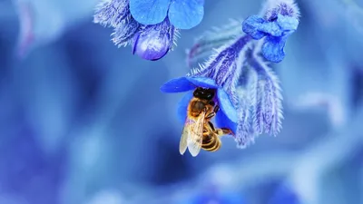 Пчелка на цветке (62 фото) »