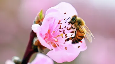 Раскраска пчела цветке. Пчела на цветке. Раскраски в формате А4.