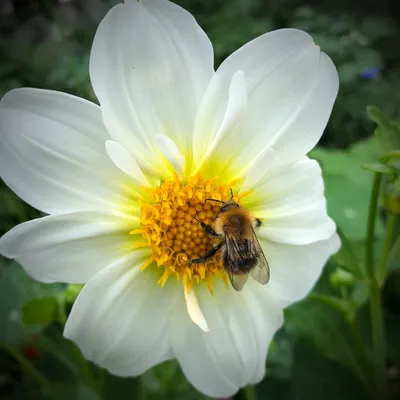 Пчела на цветке стоковое изображение. изображение насчитывающей взорвать -  145837925