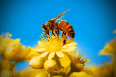 Пчелка на цветке рисунок - 69 фото