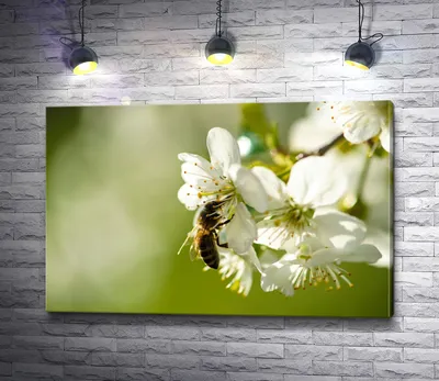 Раскраска пчела на цветке - Бесплатнo Pаспечатать или Cкачать Oнлайн