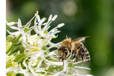 Пчёлка на цветке (62 фото) »