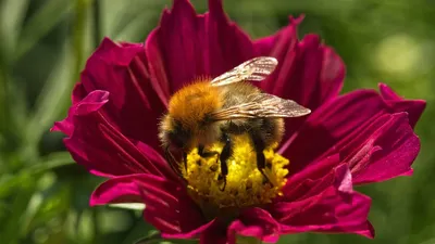 Пчела на цветке в саду. стоковое фото. изображение насчитывающей лето -  189490750