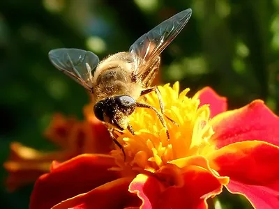 Пчела на цветке | Пикабу