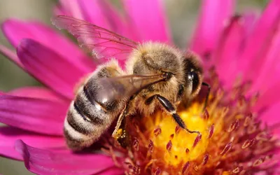 Пчелка на цветке (52 фото) - 52 фото