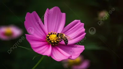 Пчела,спящая на цветке Stock Vector | Adobe Stock