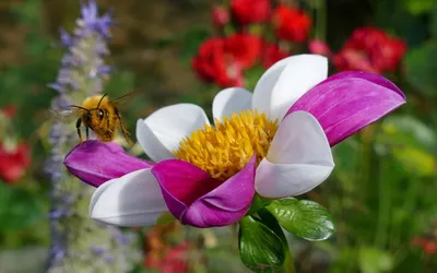 Пчела на цветке стоковое изображение. изображение насчитывающей сезонно -  116324973