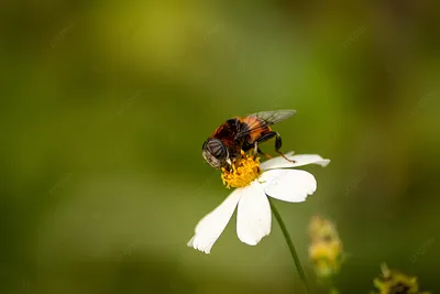Крупным планом фото пчелы в цветке · Бесплатные стоковые фото