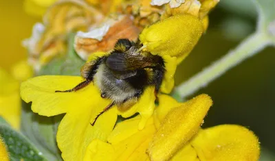 Макро Фото Медоносная пчела на цветке апельсина · Бесплатные стоковые фото