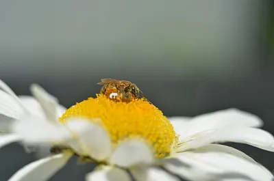 Фотообои Пчела на цветке на заказ любой размер, код:2056 | ЭкоПринт