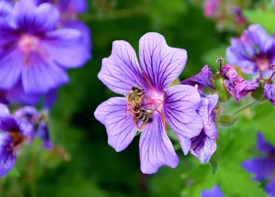 медоносная пчела в саду на цветке, картинка пчелы фон картинки и Фото для  бесплатной загрузки