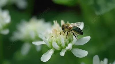 Пчела на цветке — Фото №1302469