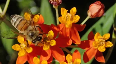Пчела на цветке (59 фото) - 59 фото