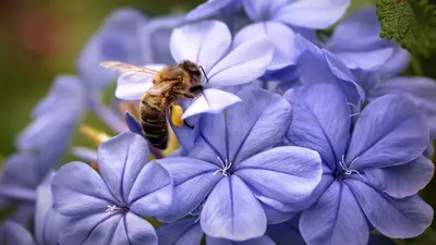 Пчела на цветке. иллюстрация вектора. иллюстрации насчитывающей шмель -  170354078