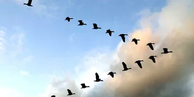 Перелет гусей осенью - 75 фото