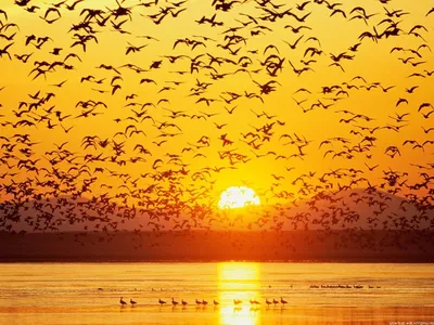 Африка, Иран и Индия: птицы улетают на зимовку из Хабаровского края —  Новости Хабаровска