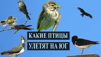 Птицы улетают на юг (Бахтияр Джафаров) / Стихи.ру