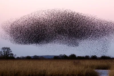 Как перелетные птицы находят дорогу на юг