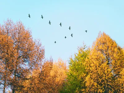 Почему птицы осенью улетают на юг?