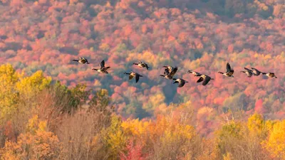 Как теплая осень повлияла на пернатых. Правда ли, что птицы не улетают на юг ?