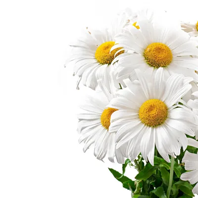 ромашка цветок картинка для детей - Поиск в Google | Ромашки, Цветок,  Цветочные бордюры