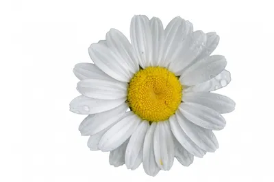 Белый цветок с желтым центром на прозрачном фоне | Премиум векторы