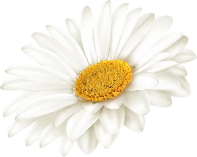 Белые цветы ромашки - 67 фото