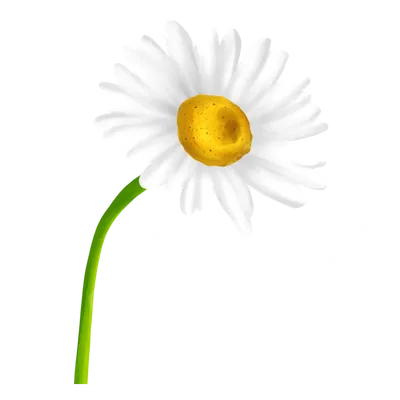 Png цветок ромашки | Премиум PSD Файл