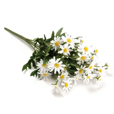 Цветущие белые лепестки ромашки PNG , цветок цветка, украшать цветы,  лепесток PNG картинки и пнг PSD рисунок для бесплатной загрузки