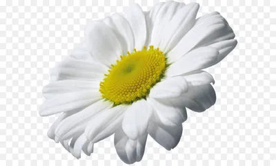 Фон Белые цветы ромашки 4K, Стоковое видео - Envato Elements