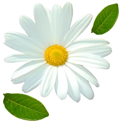 Стилизованые белые цветы на прозрачном фоне \"Большая ромашка\". PNG - Ozero  - российский фотосток