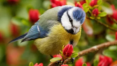 Птичка синичка - 68 фото