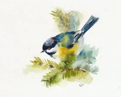 Картинка Синицы на ветке » Синица » Птицы » Животные » Картинки 24 -  скачать картинки бесплатно