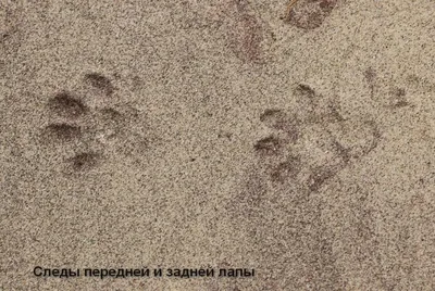 Что за зверь оставил следы на песке? | Куршская Коса - национальный парк