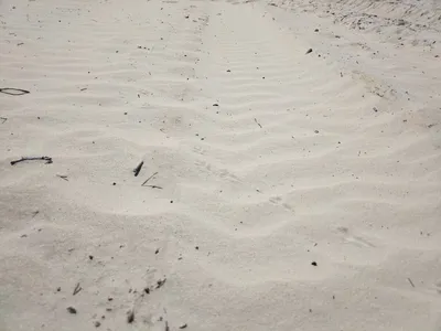 Следы на песке — Фото №1345726