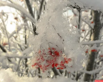Снежинка на ладони