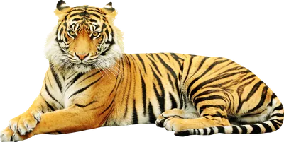 Картинка тигр на прозрачном фоне фотографии