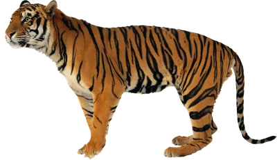Тигр сидит изолирован на прозрачном фоне | Премиум PSD Файл