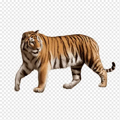 Дикий Тигр На Прозрачном Фоне — стоковая векторная графика и другие  изображения на тему Тигр - Тигр, Без людей, Белый - iStock