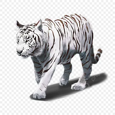 тигр на прозрачном фоне png images | PNGWing